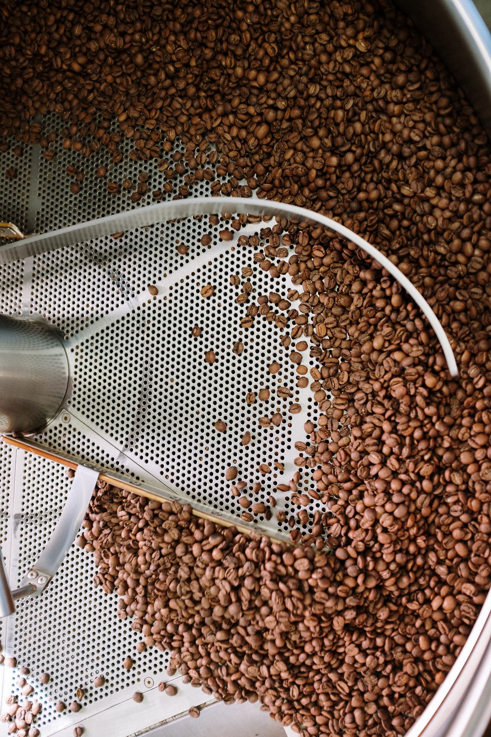 Coffee beans roasting in a steel drum roaster